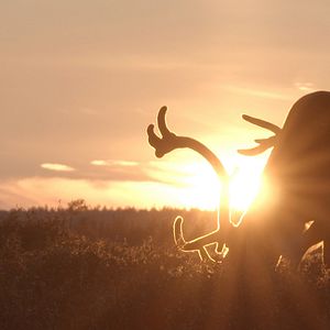 Bilder Die Hüter der Tundra