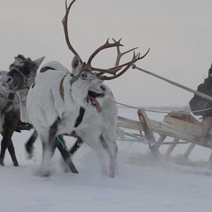 Bilder Die Hüter der Tundra