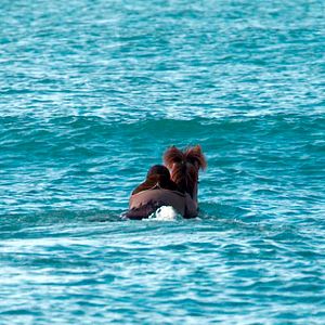 Bilder Von Menschen und Pferden