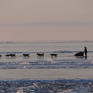 Bilder L'Odyssée Sauvage