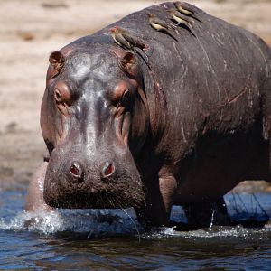 Bilder African Safari 3D