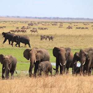 Bilder African Safari 3D