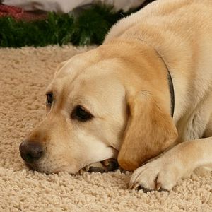 Bilder Ein Hund rettet den Weihnachtsurlaub
