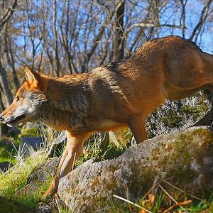 Bilder WildMed, el último bosque mediterráneo