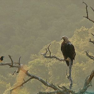Bilder WildMed, el último bosque mediterráneo
