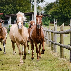 Bilder Winnetous Sohn