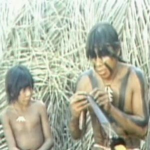 Bilder Tod im Regenwald