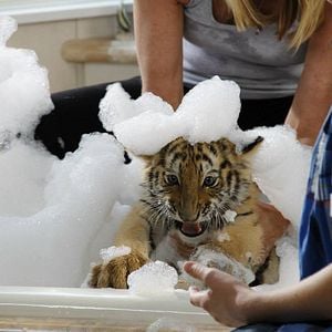 Bilder Tiger, Tatzen und TamTam