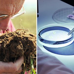 Bilder 10 Milliarden - Wie werden wir alle satt?