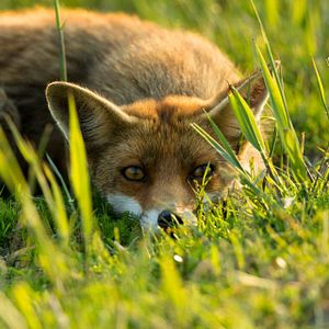 Bilder Die neue Wildnis - Große Natur in einem kleinen Land