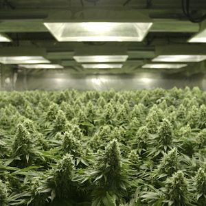 Bilder Rolling Papers