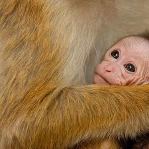 Bilder Im Reich der Affen