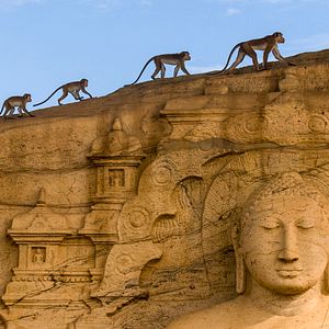 Bilder Im Reich der Affen