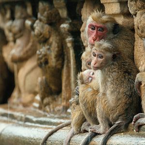 Bilder Im Reich der Affen