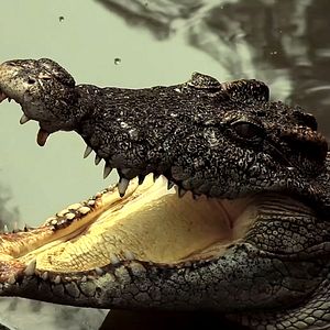 Bilder Jurassic Island - Primeval Empire