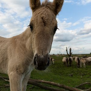 Bilder Die neue Wildnis - Große Natur in einem kleinen Land