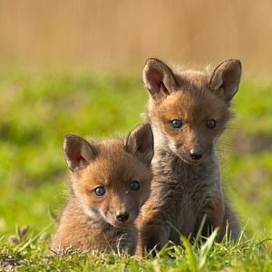 Bilder Die neue Wildnis - Große Natur in einem kleinen Land
