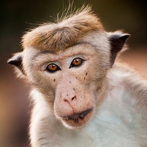 Bilder Im Reich der Affen