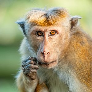 Bilder Im Reich der Affen