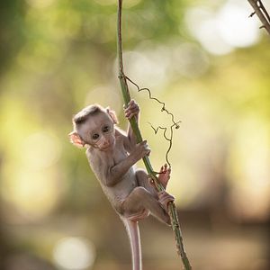 Bilder Im Reich der Affen