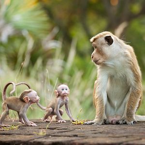 Bilder Im Reich der Affen