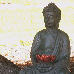 Bilder Wunder der Lebenskraft - Eine Reise zur Heilung der Seele