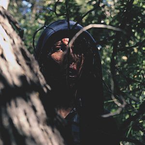 Bilder Hidden in the Woods