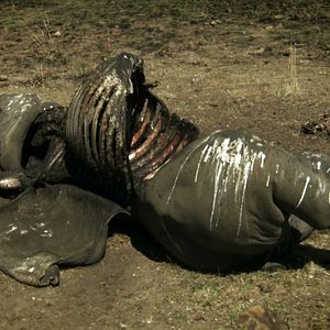 Bilder Der letzte Raubzug