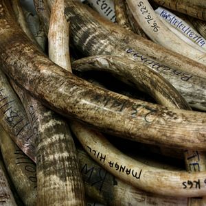 Bilder Der letzte Raubzug