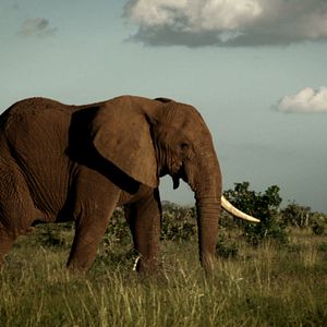 Bilder Der letzte Raubzug