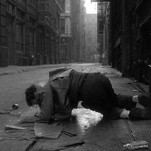 Bilder Der Tiger von New York