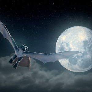 Bilder Der Weihnachtsdrache