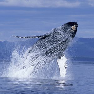 Bilder Humpback Whales - Buckelwale im Pazifik