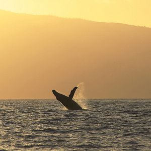Bilder Humpback Whales - Buckelwale im Pazifik