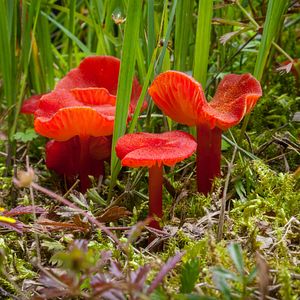 Bilder Magie der Moore