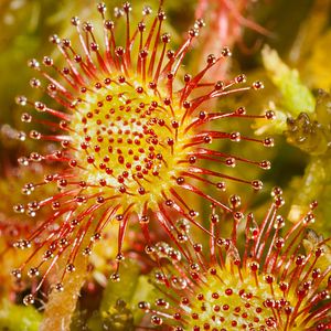 Bilder Magie der Moore