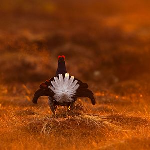 Bilder Magie der Moore