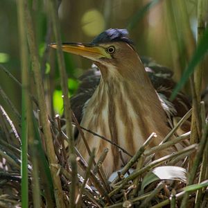 Bilder Magie der Moore