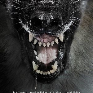 Bilder The Pack - Die Meute