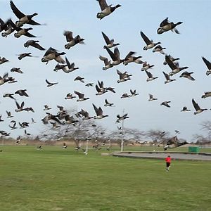 Bilder Le Feu Sacré