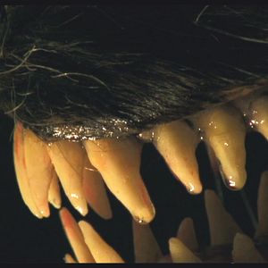 Bilder Blutmond: Die Nacht der Werwölfe