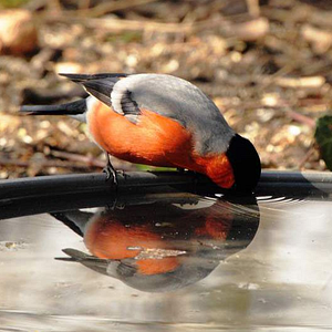 Bilder Birds & People - Ganz verrückt auf Vögel