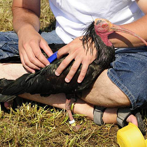 Bilder Birds & People - Ganz verrückt auf Vögel