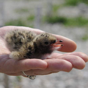Bilder Birds & People - Ganz verrückt auf Vögel