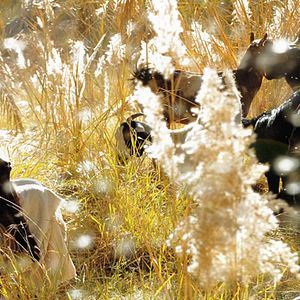 Bilder Muhammad: The Messenger of God