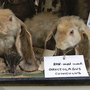 Bilder Natural History