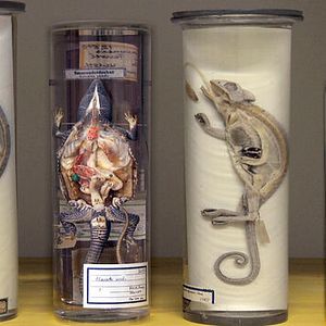 Bilder Natural History