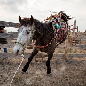 Bilder Ungezähmt - Von Mexiko bis Kanada