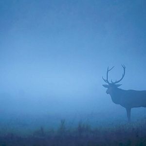 Bilder Unsere Wildnis