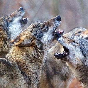 Bilder Unsere Wildnis